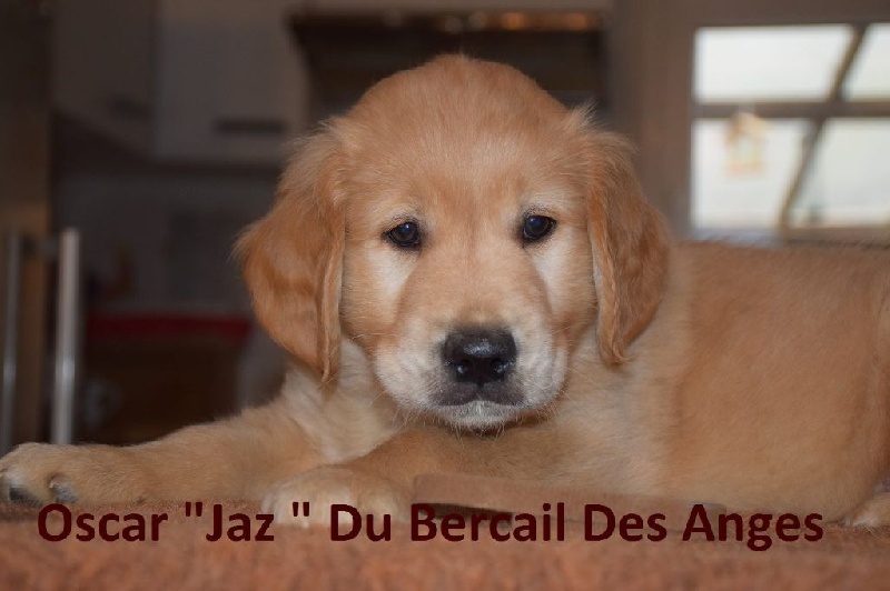 portée 2015 (Isis x Voltaire)